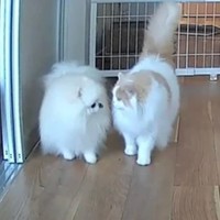 いつも仲良しな犬と猫（提供：猫のレモンと犬のポテチさん）
