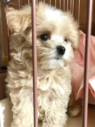 家にきたころの「りりー」

