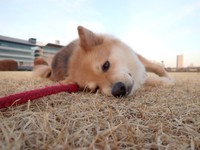 疾走後。お疲れのご様子(さかぐちまやさん提供）