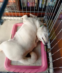 「心臓出た。やめて」（画像提供：白柴米子（こめこ）さん）