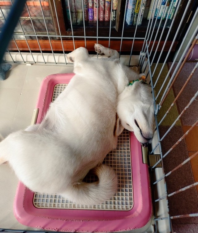 「心臓出た。やめて」（画像提供：白柴米子（こめこ）さん）