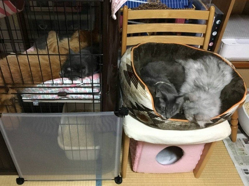 ケージの男子チーム（新たに迎えたチャトランとウイスキー）と、ベッドで睦まじく寝る女子チーム（シャンパンとクラン）