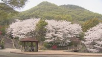 広い園内には桜並木や芝生の広場も