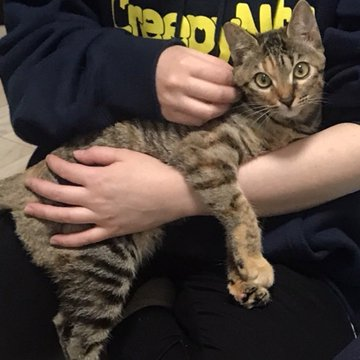 お迎え当時、推定生後7～8カ月