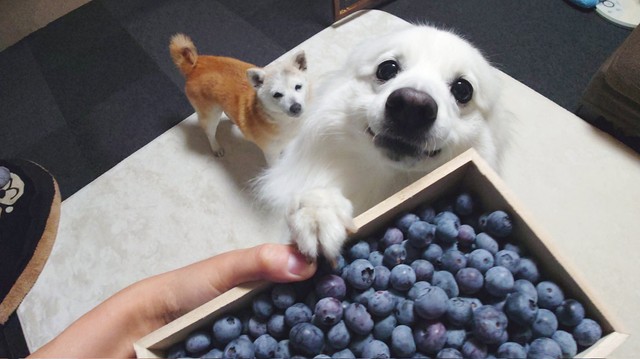しっかりと前足で大好きなブルーベリーをホールド（提供：くーさんママさん）
