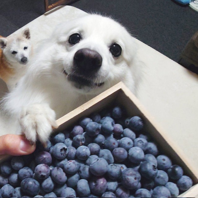 しっかりと前足で大好きなブルーベリーをホールド（提供：くーさんママさん）