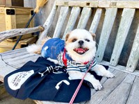 外出中、ベンチでくつろぐコタロウくん（画像提供：コタロウだよさん）