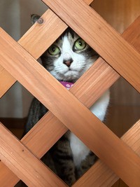 飼い主さんの帰宅を玄関で待ち構えているハチミツちゃん（画像提供：みふゆ(三冬)さん）
