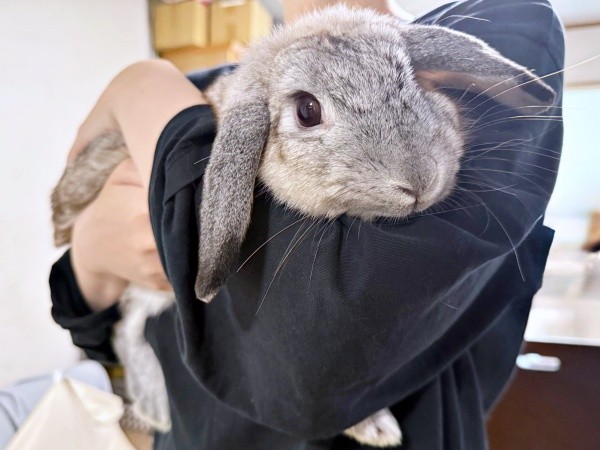 ママの抱っこにうっとり…うれしそうな桃子丸ちゃん（画像提供：ちくわMark2さん）