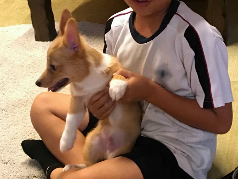 次男くんに抱っこされるまめくん（飼い主さん提供）