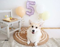 6月25日、6歳の誕生日を迎えたあんずちゃん（画像提供：ばなななさん）