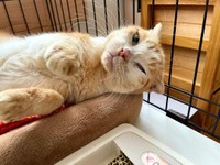 にゃ〜ん、気持ちいいにゃ〜