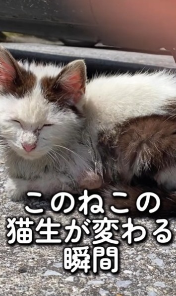 猫生が変わる瞬間とは？（あきみさん提供、Instagramよりキャプチャ撮影）
