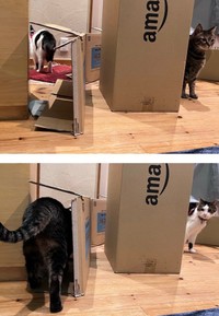Amazonのダンボール箱をめぐり、互いの動きを伺うキジトラのまろくんと、ハチワレのゆめくん（画像提供：宗方脩さん）