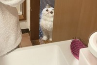 目をかっ開いて凝視！（提供：もけもけ@エキゾチックロングヘア）