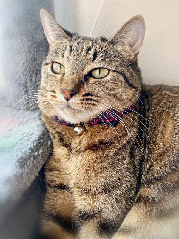 怖がりな楓ちゃん（画像提供：ねここさん）