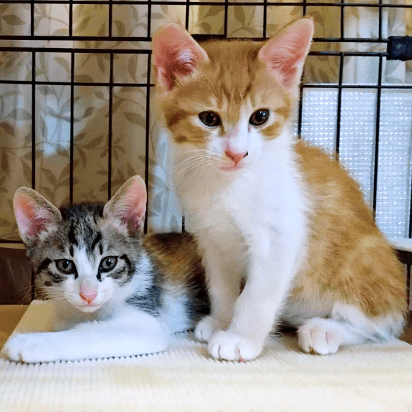 ケージの中で外の様子をうかがう（左から）もんじゅちゃん、せんじゅちゃん（画像提供：ミロカノさん）