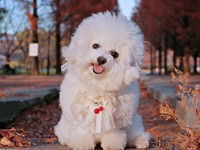 子犬のような愛らしさ♡ お散歩を楽しむあめちゃん（画像提供：あめ チビションフリーゼさん）