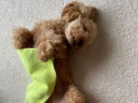 お布団かけてお昼寝中　寝相が悪くてヘソ天になっちゃったトイプードル「ムック」