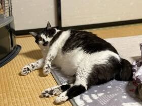 ゴミ捨て場に捨てられていた雑種猫「チョビ」　健やかに育ちまるでシャチ気分！？