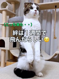 リビングに入ってきたパパを見つめるこたろうくん（画像提供：こたとつーちゃんと時々おたまさん）