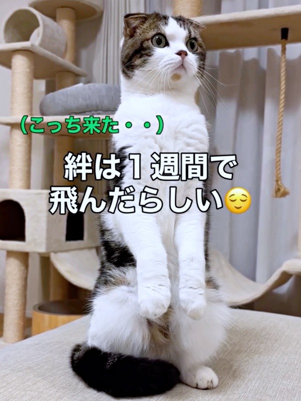 リビングに入ってきたパパを見つめるこたろうくん（画像提供：こたとつーちゃんと時々おたまさん）