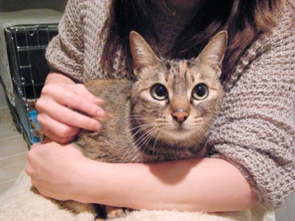 保護されて間もない頃。Tekoさん宅では猫をかぶっておとなしく…（tekoさん提供）