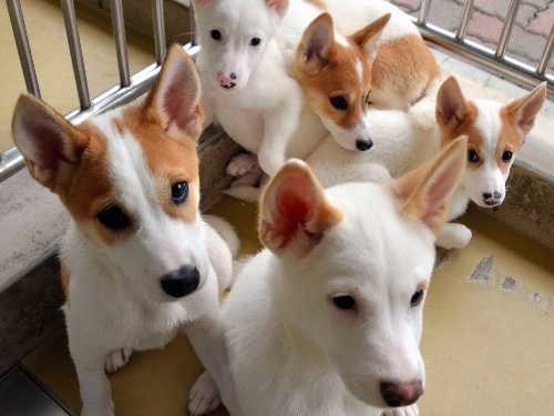 殺処分半減するも犬５５匹、猫６７６匹　２０１５年度、岩手県