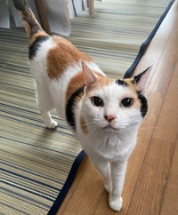 三毛柄とあどけない表情が愛らしいみゅうちゃん（画像提供：こまちさん）