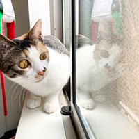 突然、降ってきた前に驚くむすびちゃん（画像提供：くろとらたきびさん）