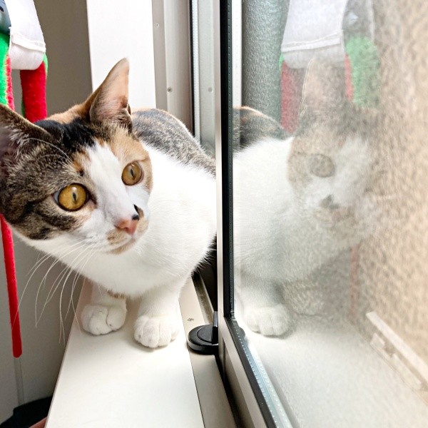 突然、降ってきた前に驚くむすびちゃん（画像提供：くろとらたきびさん）