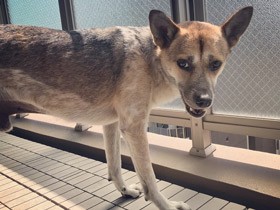 シェルターで出会って家族になった犬　「ラッキーしんいち」