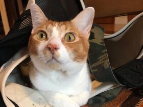 カミナリ落ちた！？　表情豊かなところがチャームポイントのMIX猫「結之助」