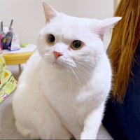 音がした場所はそこか確かめるようにじっと見つめるしらたまくん（画像提供：月としらたまさん）