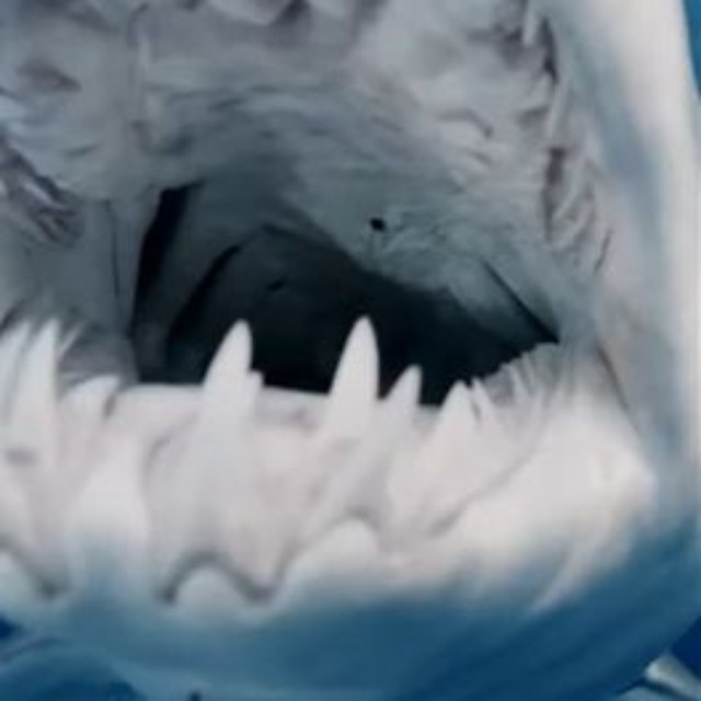 ディスカバリー・チャンネル「シャーク・ウィーク」のインスタグラム＠sharkweekより