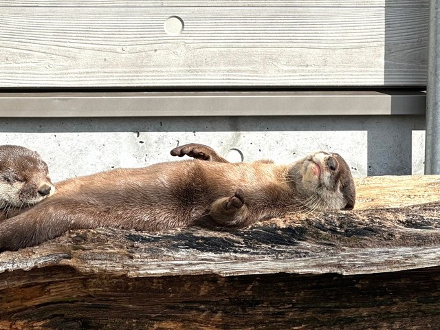 大の字まではいっていないスミレさん(左)　写真提供：周南市徳山動物園