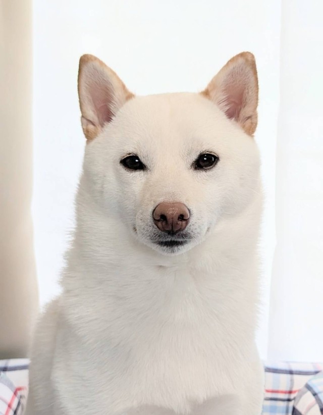 端正なハンサムさんに成長しました（画像提供：白柴犬まんまるさん