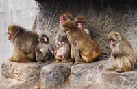 群れで暮らすための生き方を学び中／市川市動植物園（@ichikawa_zoo）提供