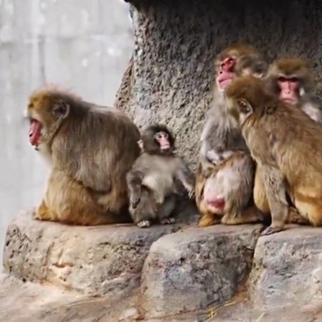 群れで暮らすための生き方を学び中／市川市動植物園（@ichikawa_zoo）提供