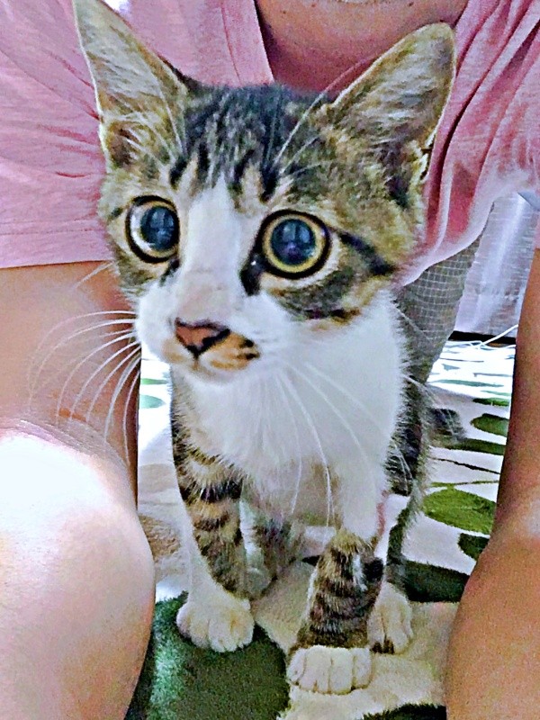 足を引きずっていたこたろくんを保護（画像提供：ぴてさん）