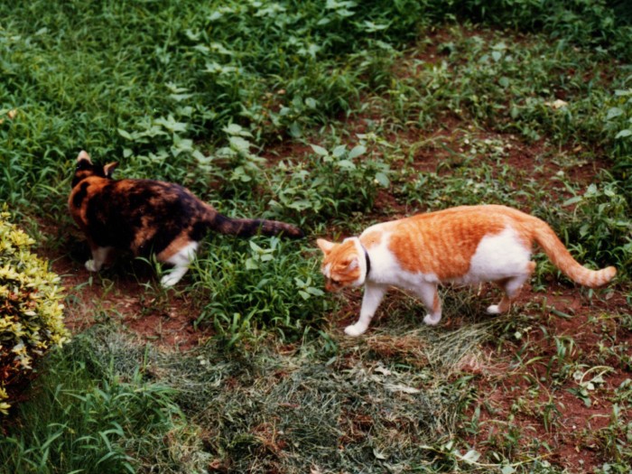 ミーと一緒にお庭を散策