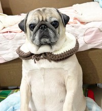 ヨーロッパ貴族のようにも見えるムーさん（画像提供：ムーさん）