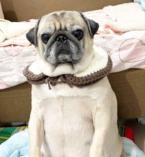 ヨーロッパ貴族のようにも見えるムーさん（画像提供：ムーさん）