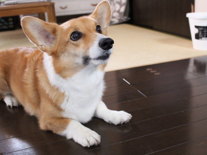 大きな耳もチャームポイント