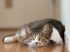 駐車場で保護した赤ちゃん猫、縁を感じて飼うことに　やんちゃで気の強い猫に成長