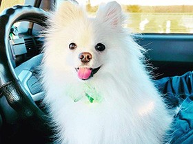 ドライブが大好きなポメラニアン「シエル」　今日はサロンできれいさっぱりしてきたよ