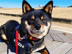 お散歩中にひと休み　ぽかぽか、気持ちいいワン　柴犬「柚」