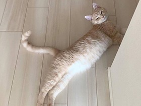 にょーん　フローリングで涼んでます　足長マンチカン「ツナ」　