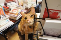 チーズ。独り言が多く、甘え上手