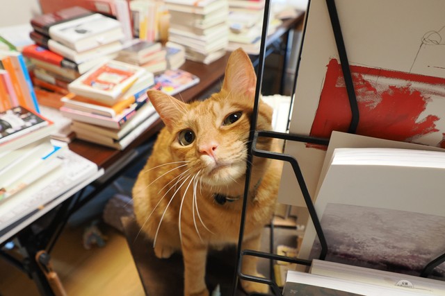 チーズ。独り言が多く、甘え上手